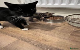 Domestic Shorthair cats for sale: 1 Gorgeous baby male Tiger left  - Image 6