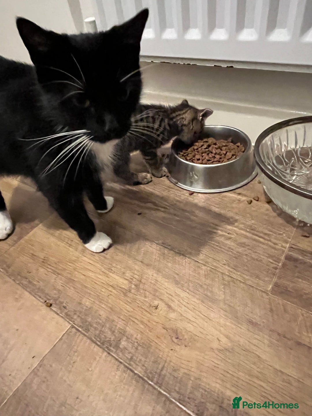 Domestic Shorthair cats for sale: 1 Gorgeous baby male Tiger left  - Image 6