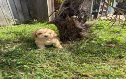 Cavapoo dogs for sale: ⭐️ Stunning ⭐️ F1b Cavapoos ⭐️ Ready Thursday ⭐️ - Image 18