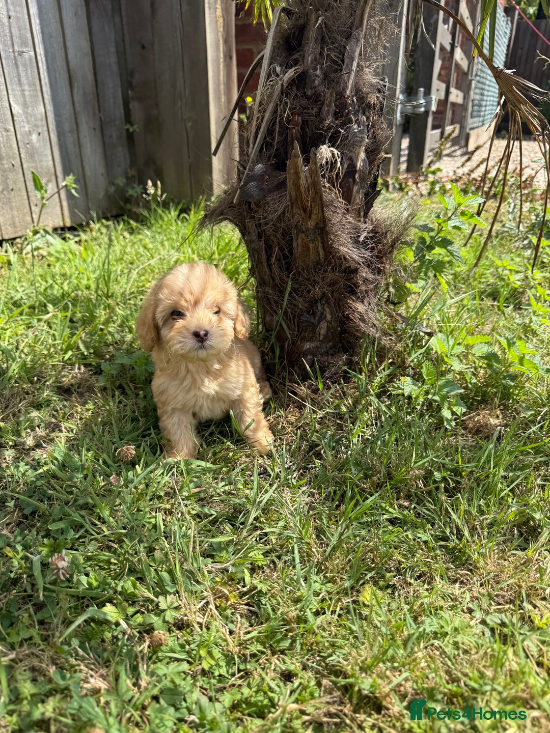 Cavapoo dogs for sale: ⭐️ Stunning ⭐️ F1b Cavapoos ⭐️ Ready Thursday ⭐️ - Image 18