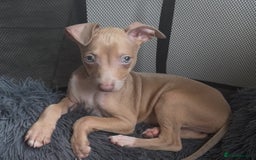 Italian Greyhound dogs for sale: KC Italian Greyhounds - 1 girl and 1 boy available - Image 4