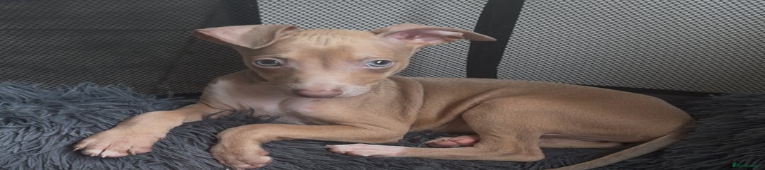 Italian Greyhound Puppy 1