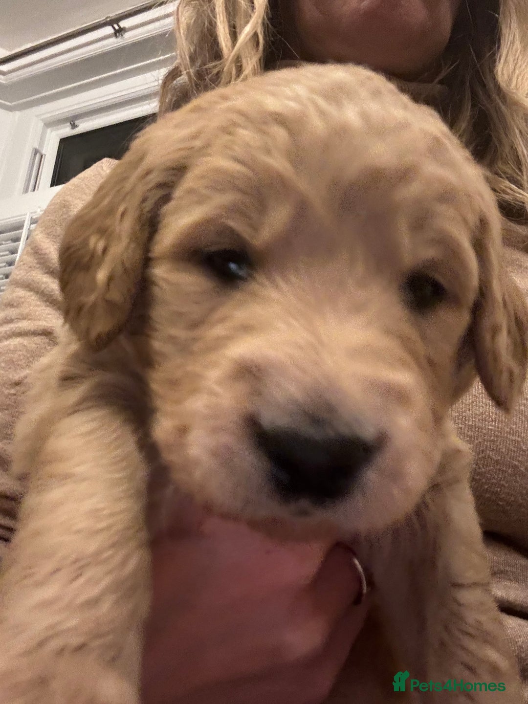 Double Doodle dogs for sale: 10 beautiful double doodles born on 24/08/2025 - Image 19