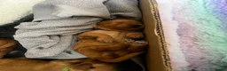Double Doodle dogs for sale: Doubledoodle puppies  - Advert 13