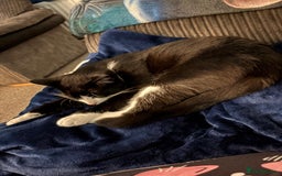 Mixed Breed cats for sale: Free to a loving home - meet Bandit.  - Image 2