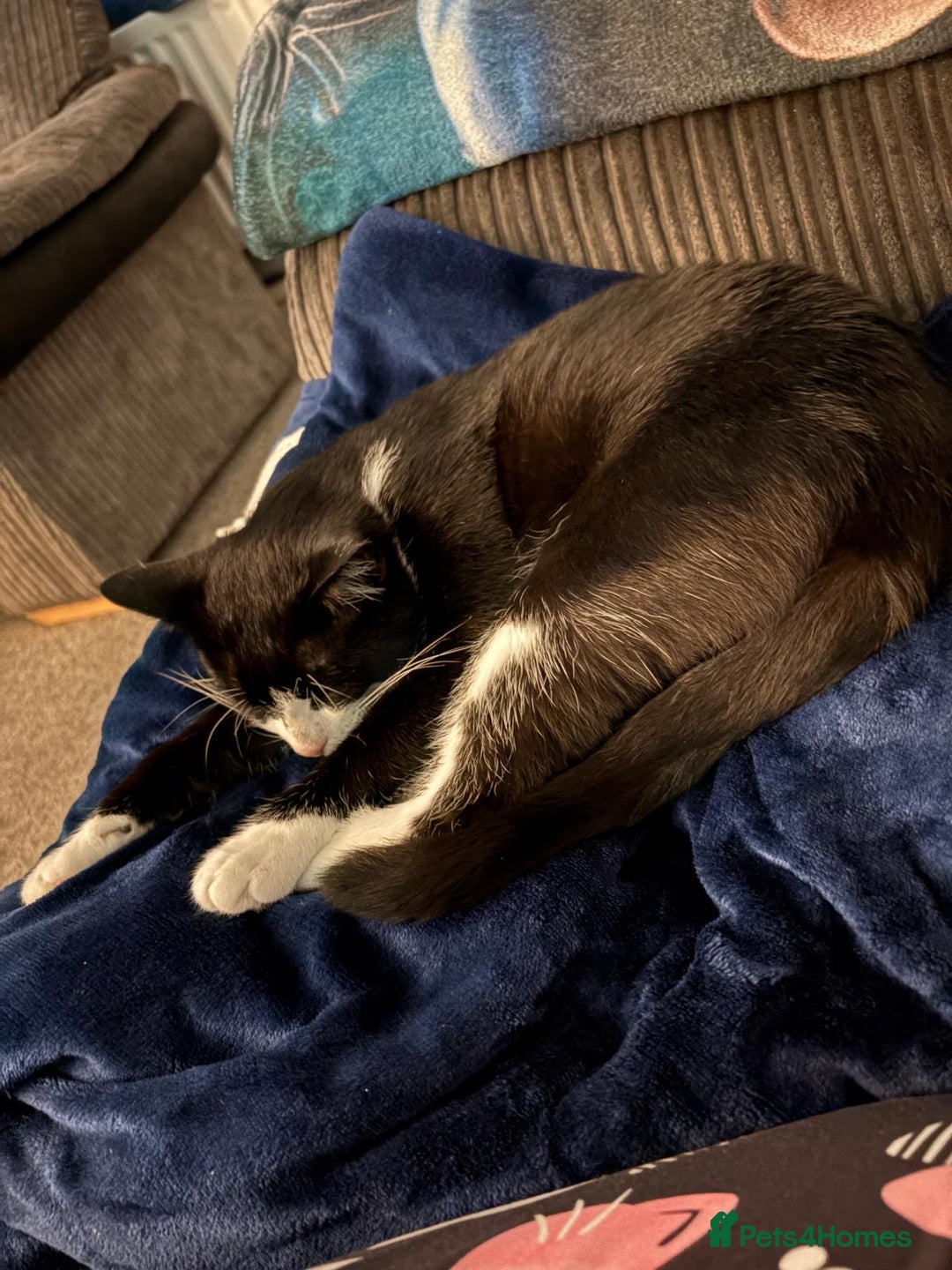 Mixed Breed cats for sale: Free to a loving home - meet Bandit.  - Image 2