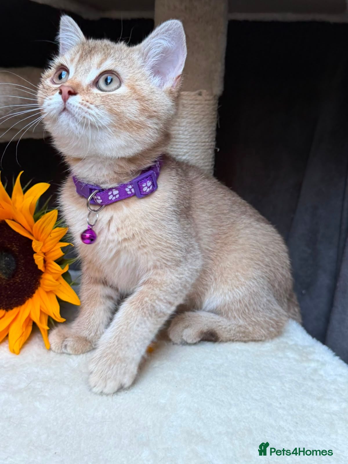 British Longhair cats PURE TICA BRITISH SHORTHAIR & LONGHAIR KITTENS  - Advert 4