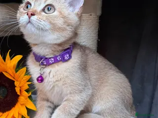 British Longhair cats PURE TICA BRITISH SHORTHAIR & LONGHAIR KITTENS - Advert 4