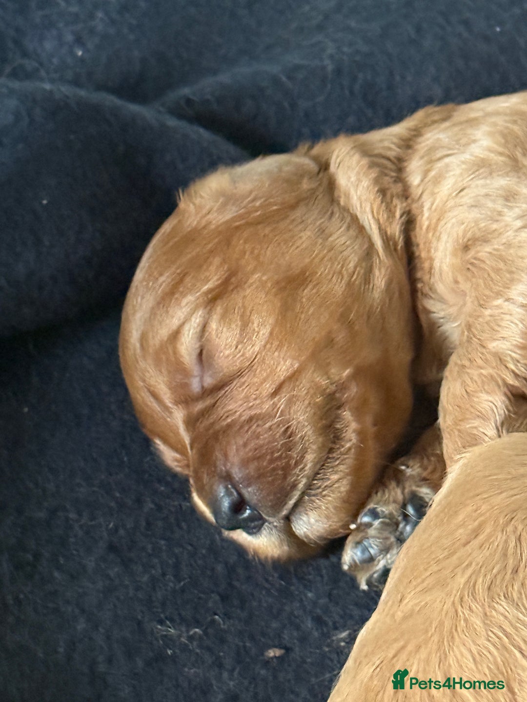 Cockapoo dogs for sale: Toy Cockapoo Puppies, Family Raised, Sweet Natured - Image 12