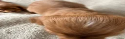 Cocker Spaniel dogs for sale: Kc registered workingline cocker spaniels  - Advert 10