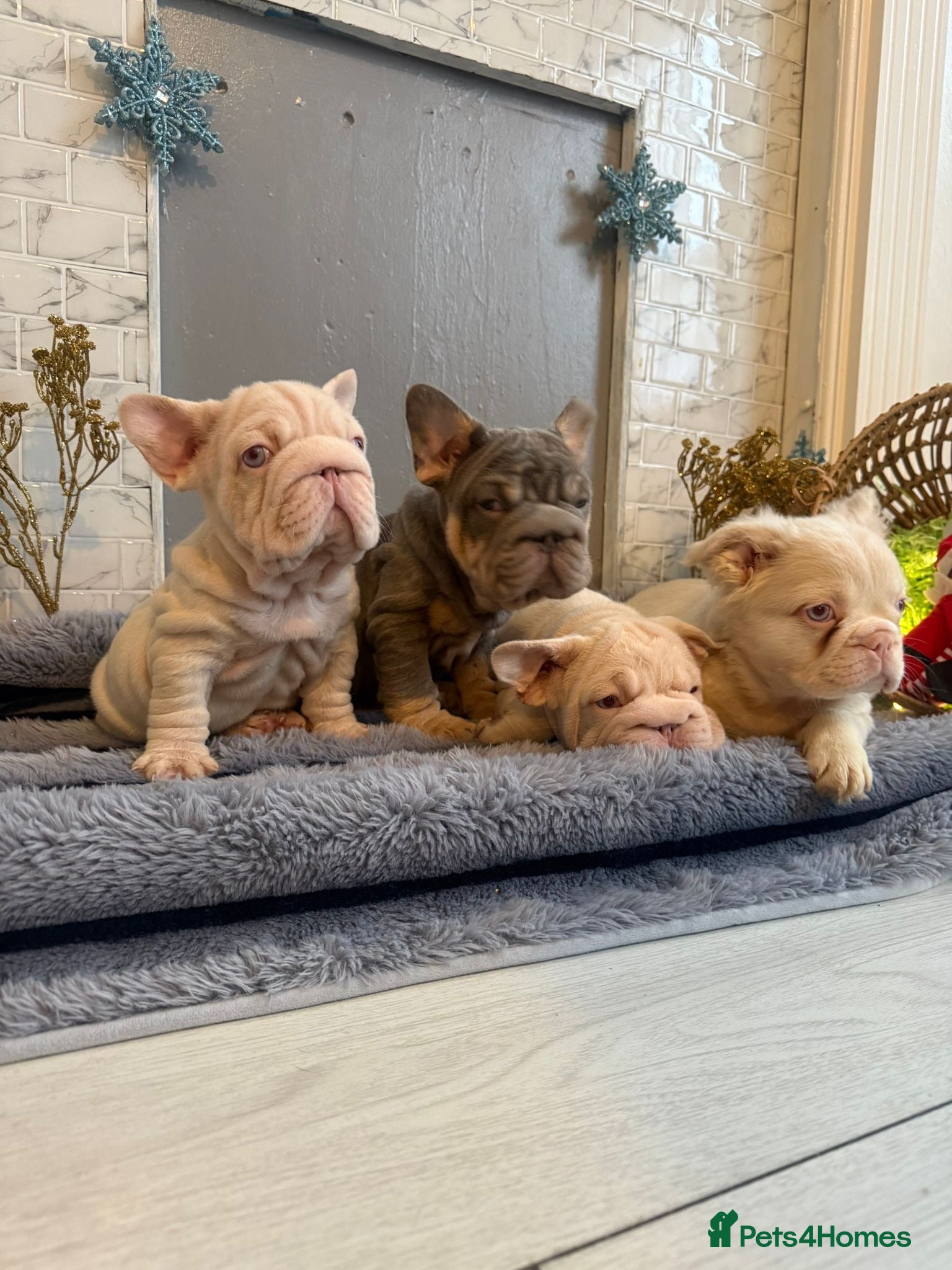 French Bulldog dogs Quality French bulldog puppies - Advert 2