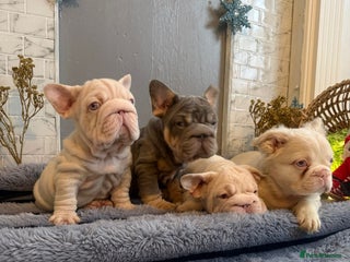 French Bulldog dogs Quality French bulldog puppies - Advert 3