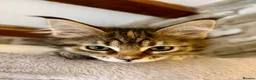 Ragcoon cats for sale: Beautiful Ragcoon kittens 🐱  - Advert 5
