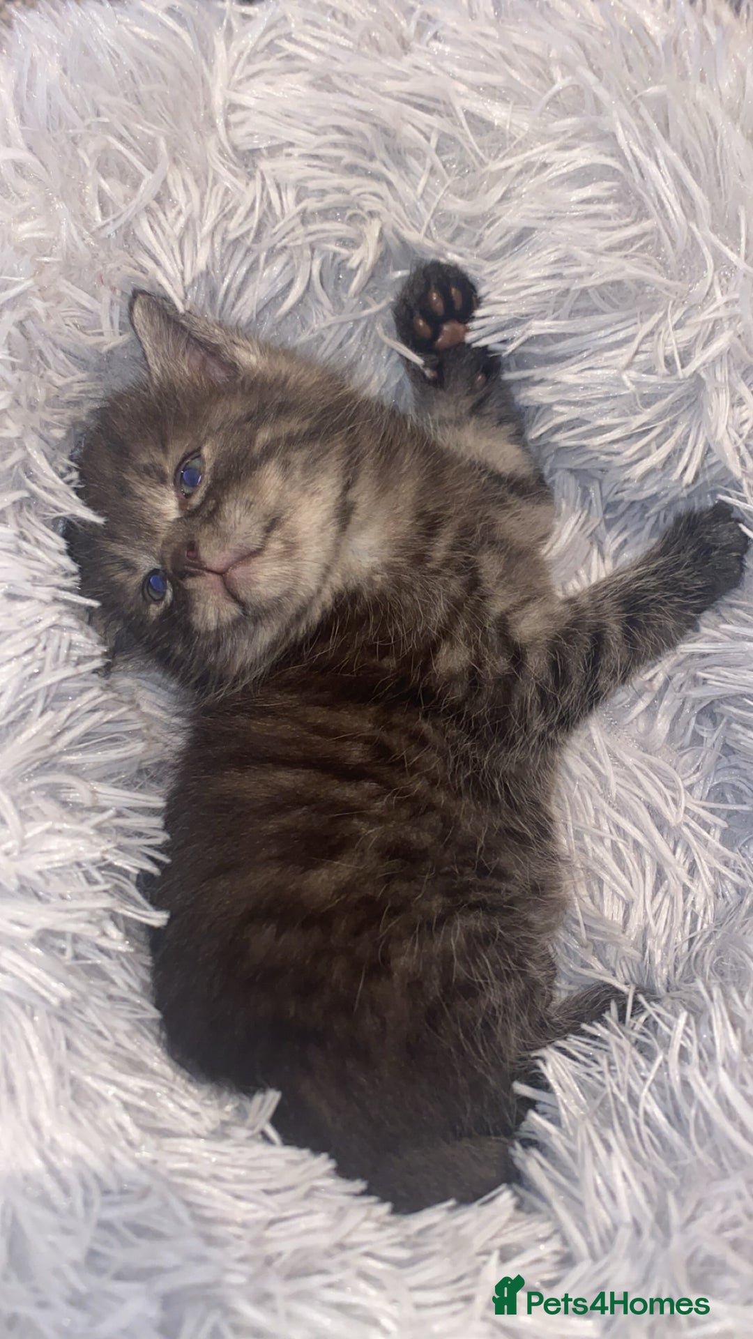 Mixed Breed cats for sale: Cute smoke grey kitten - Advert 3