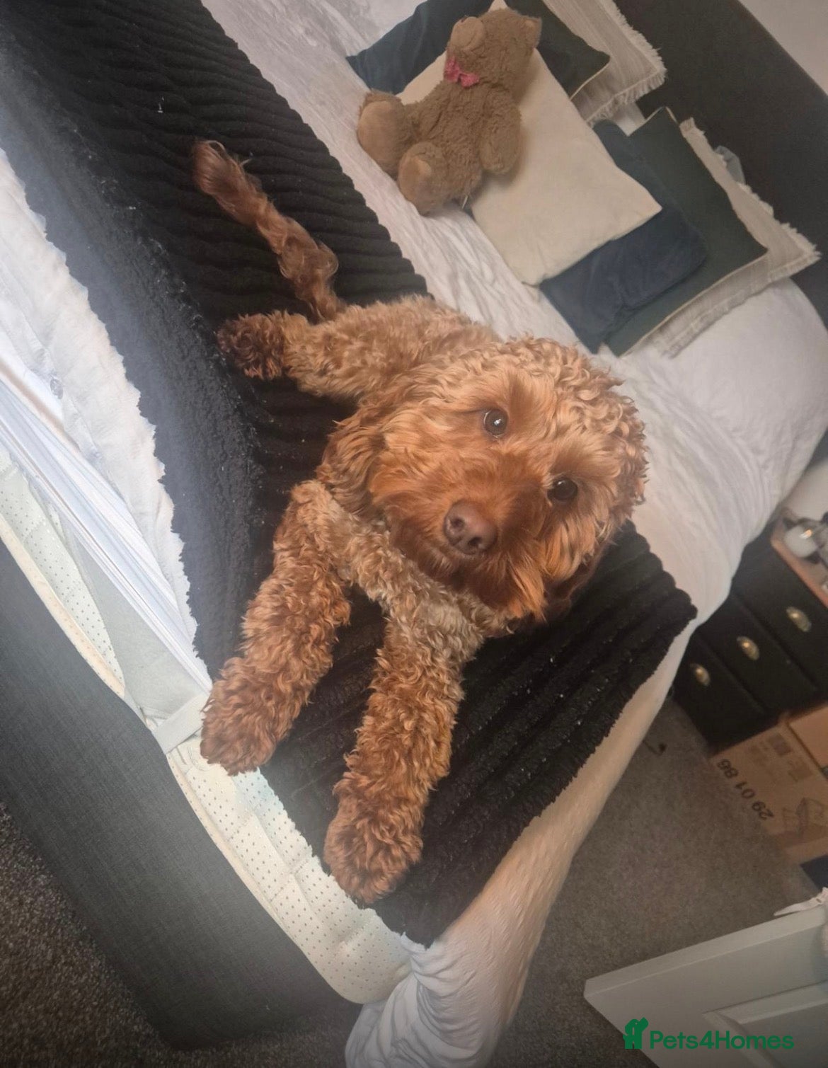 Dora