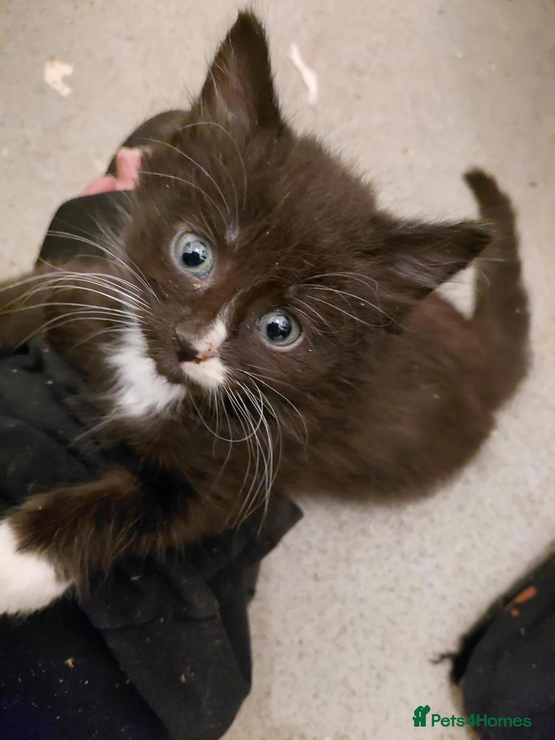 Mixed Breed cats for sale: Lovely home reared kittrns for sale - Advert 10