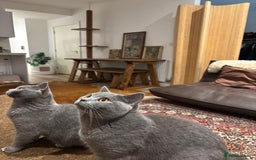 British Shorthair cats for sale: Beautiful Chunky British Shorthair Kittens Pure - Image 18
