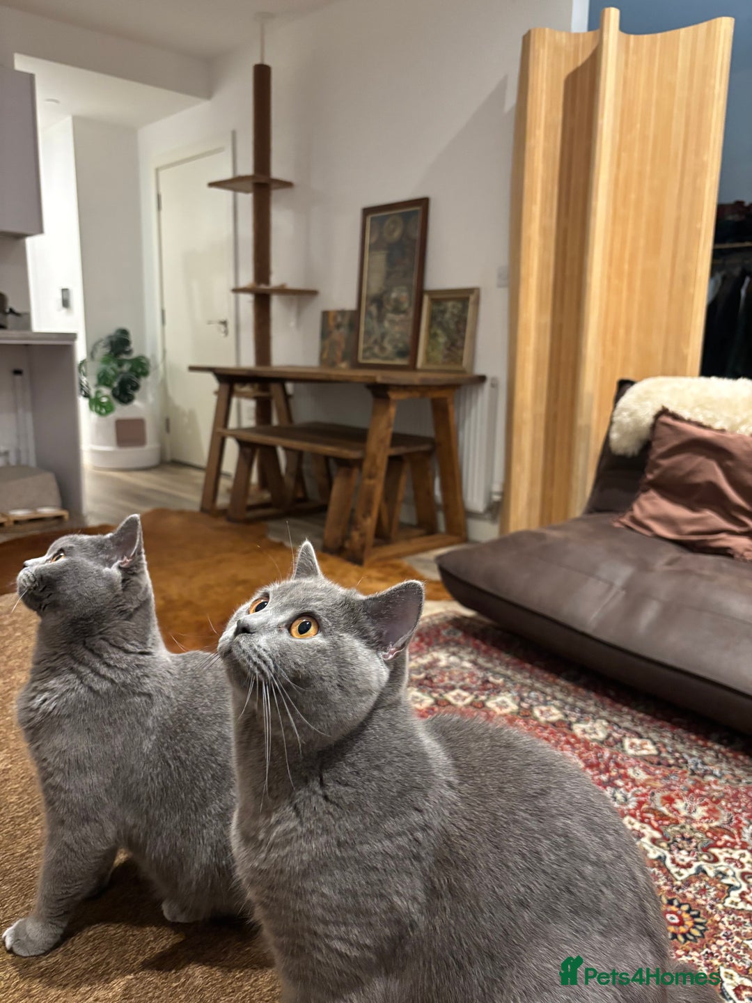 British Shorthair cats for sale: Beautiful Chunky British Shorthair Kittens Pure - Image 18