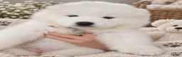 Samoyed dogs for sale: 2 girls puppy in Edinburgh - Advert 3