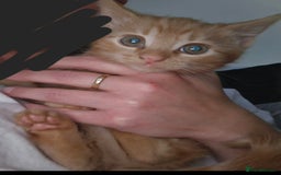 Mixed Breed cats for sale: 2 female ginger kittens - Image 2