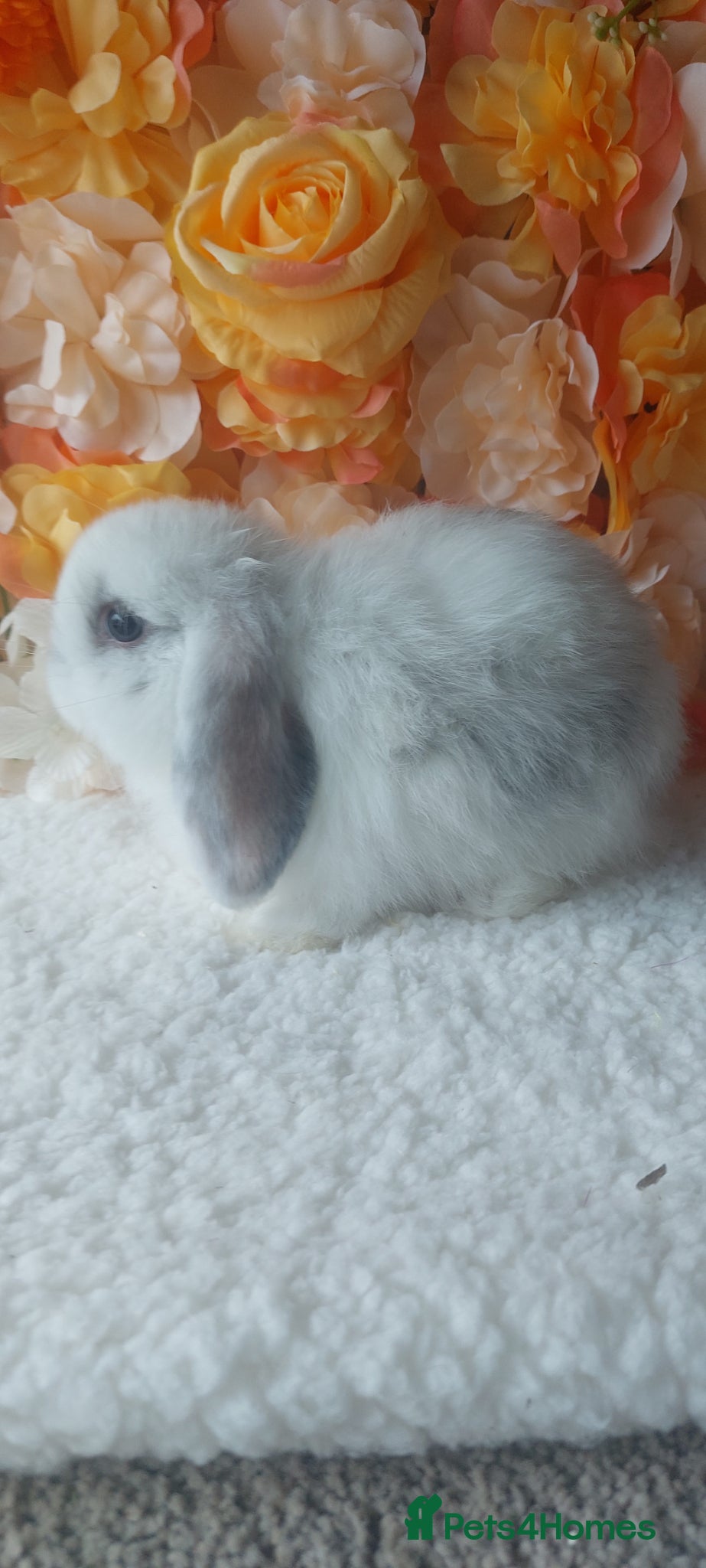 Mini Lop rabbits for sale: mini lops - Advert 3