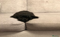 Toy Poodle dogs for sale: Toy poodle looking for a loving home - Image 3