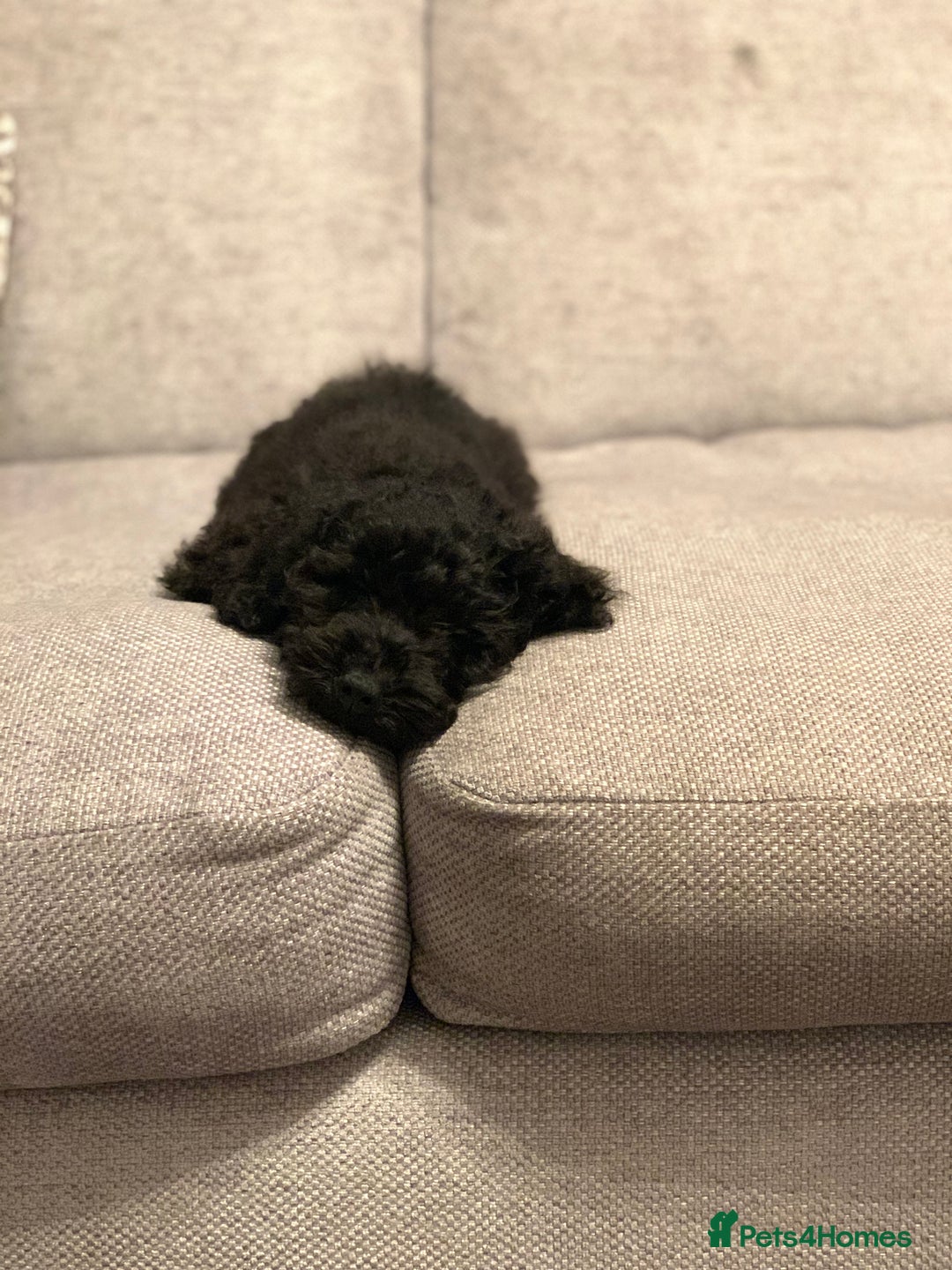 Toy Poodle dogs for sale: Toy poodle looking for a loving home - Image 3