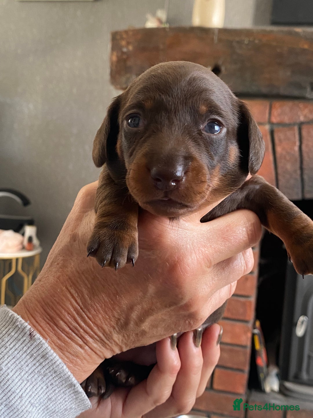 Miniature Dachshund dogs for sale: Smooth Coat Mini Dachshund - Image 3