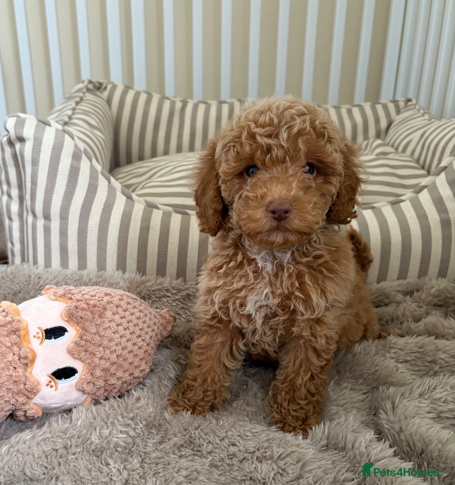 Maltipoo dogs 5🌟Korean maltipoo puppies health tested - Advert 2