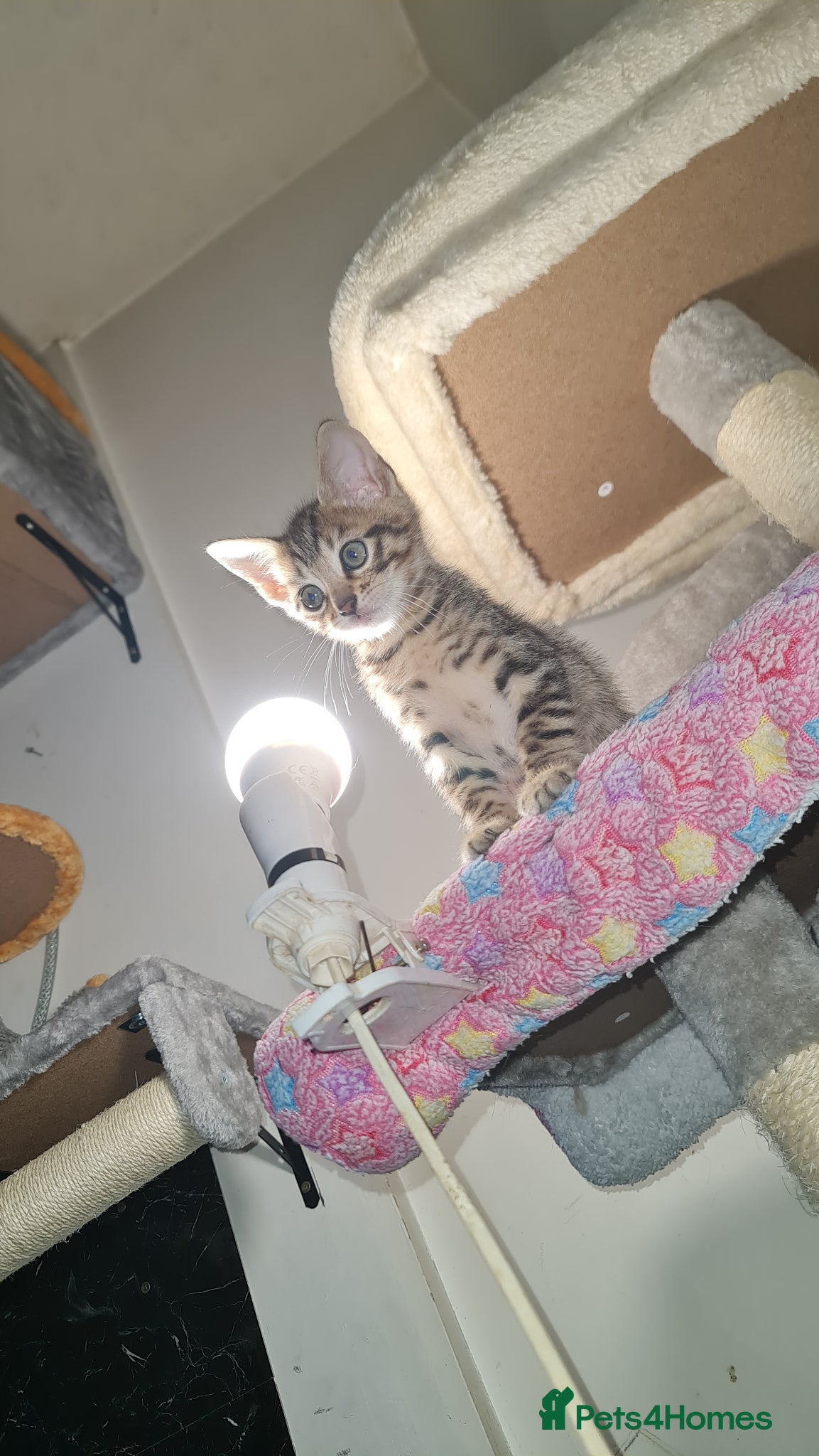 Mixed Breed cats Bengal Cross Kittens – Ready End of April - Advert 4