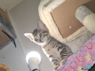 Mixed Breed cats Bengal Cross Kittens – Ready End of April - Advert 4