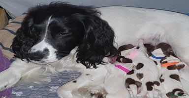 English Springer Spaniel dogs - Advert 12
