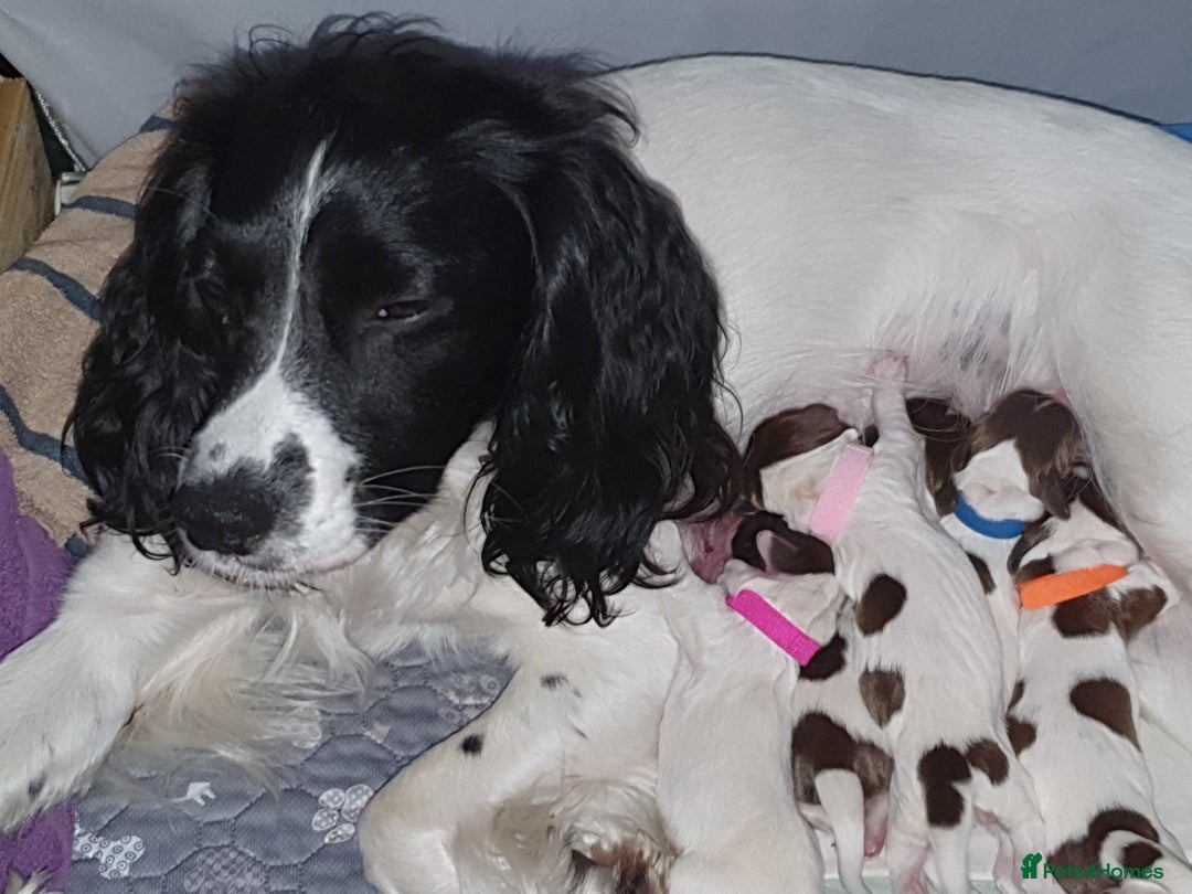 English Springer Spaniel dogs for sale: KC-ESS PUPPIES - DNA Health tested   - Image 5