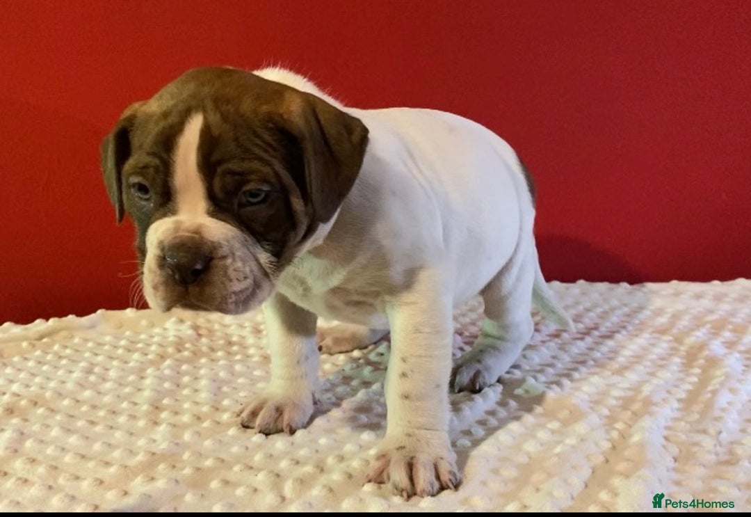 Alapaha Blue Blood Bulldog dogs for sale: TOP QUALITY PURE ALAPAHA BULLDOGS - Advert 10