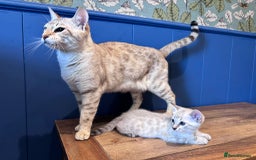 Bengal cats for sale: Snow Bengal Male  - Image 5