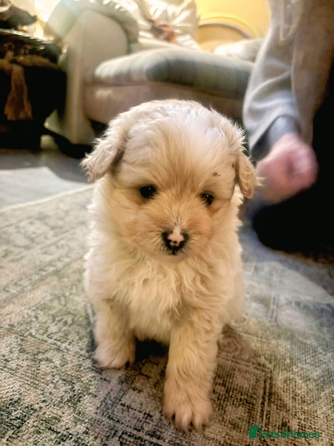 Pomapoo dogs for sale: Pomapoo - Advert 3