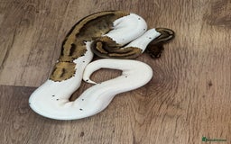 Python Snake reptiles for sale: Royal Pythons Various Prices  - Image 2
