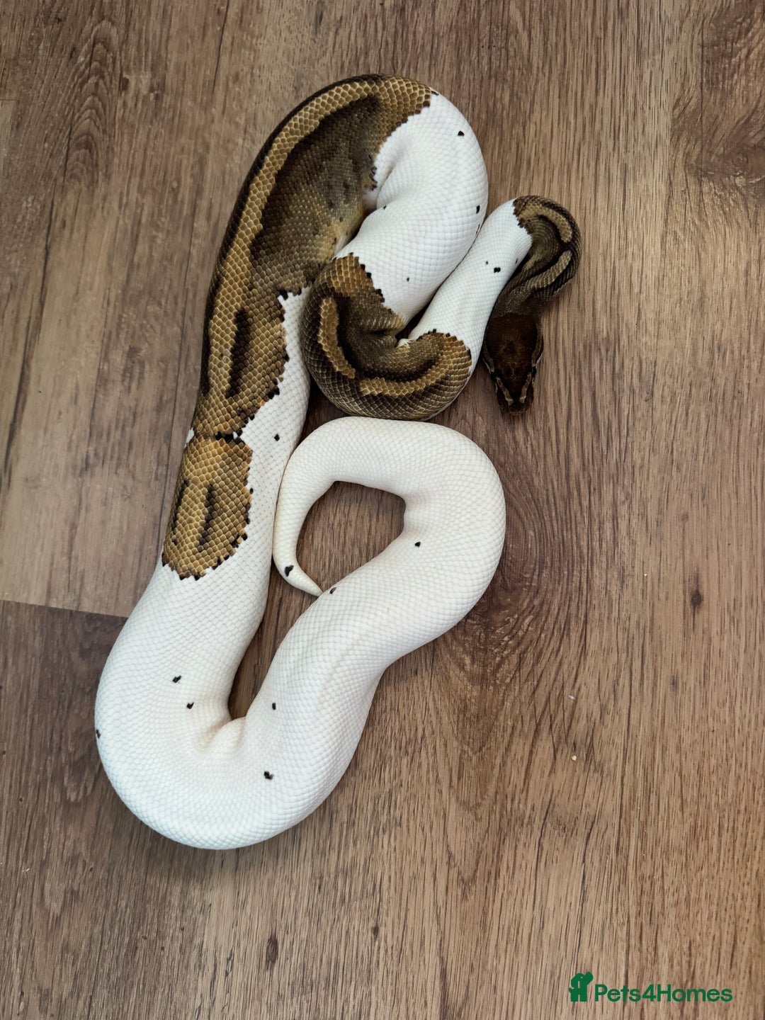 Python Snake reptiles for sale: Royal Pythons Various Prices  - Image 2