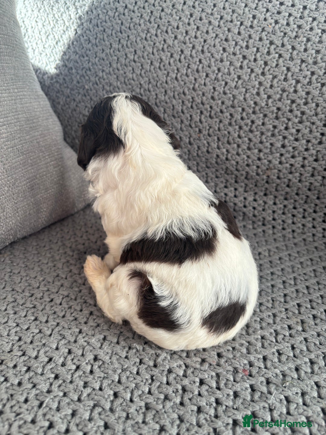 Cockapoo dogs for sale: F1 Cockapoo puppies  - Image 15