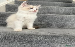 Ragdoll cats for sale: Pedigree Ragdoll kitten  - Image 1