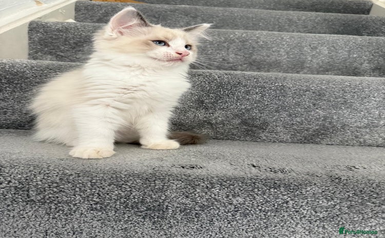 Ragdoll cats - Advert 1