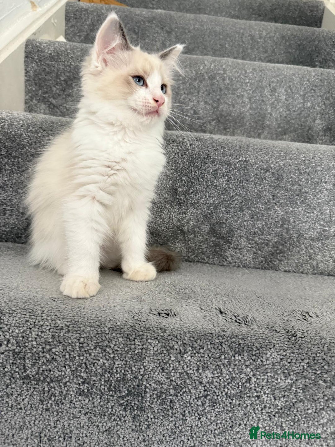 Ragdoll cats for sale: Pedigree Ragdoll kitten  - Image 1