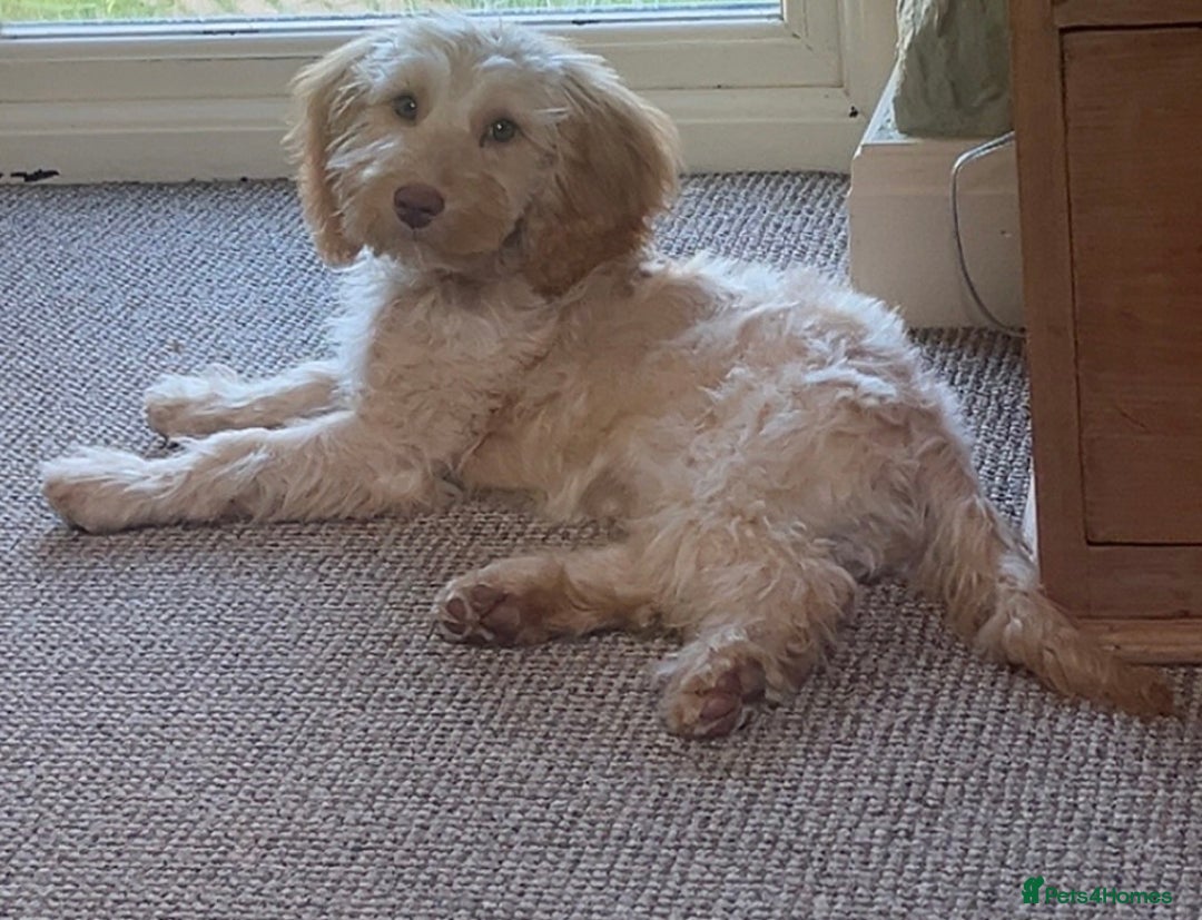 Cockapoo dogs for sale: F3 6 Month Old Cockapoo (Ralph) - Advert 5