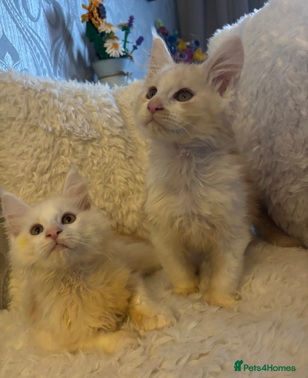 Maine Coon cats for sale: Gorgeous loveable Maine coon boys  - Advert 19