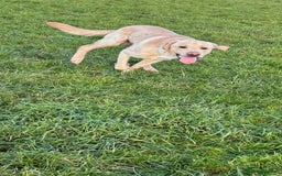 Labrador Retriever dogs for sale: Labrador for sale - Image 2