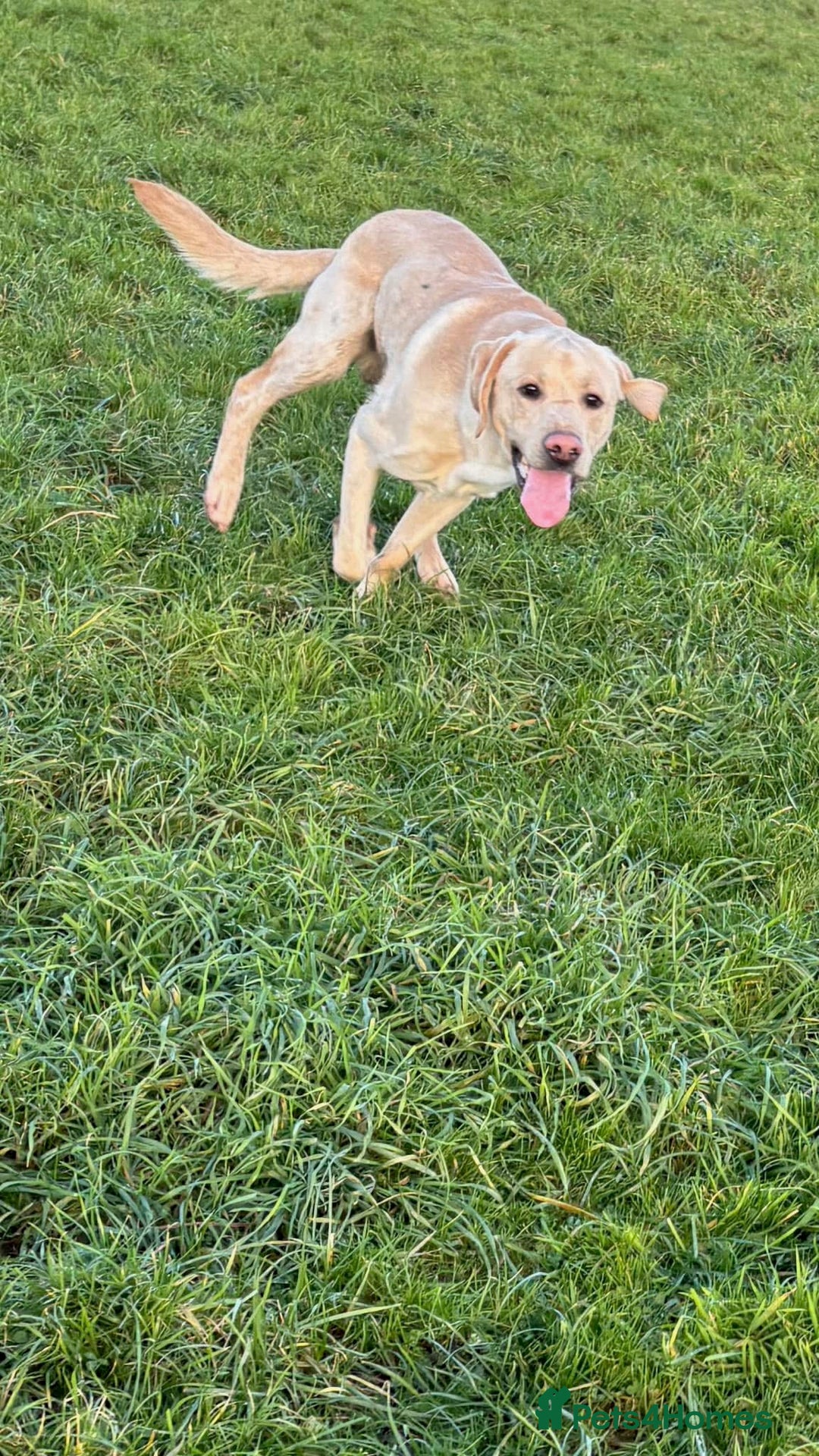 Labrador Retriever dogs for sale: Labrador for sale - Image 2