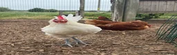 Chickens poultry for sale: Young Friendly Bresse Cockrel (Popcorn) - Advert 3
