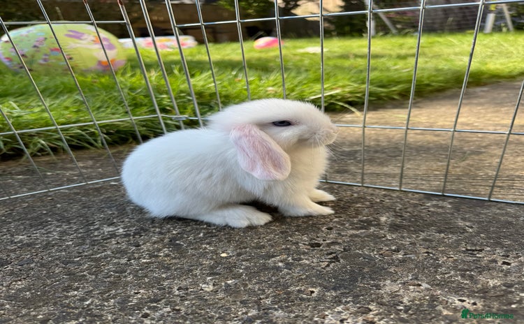 Mini Lop rabbits - Advert 10