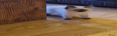 Ragdoll 1