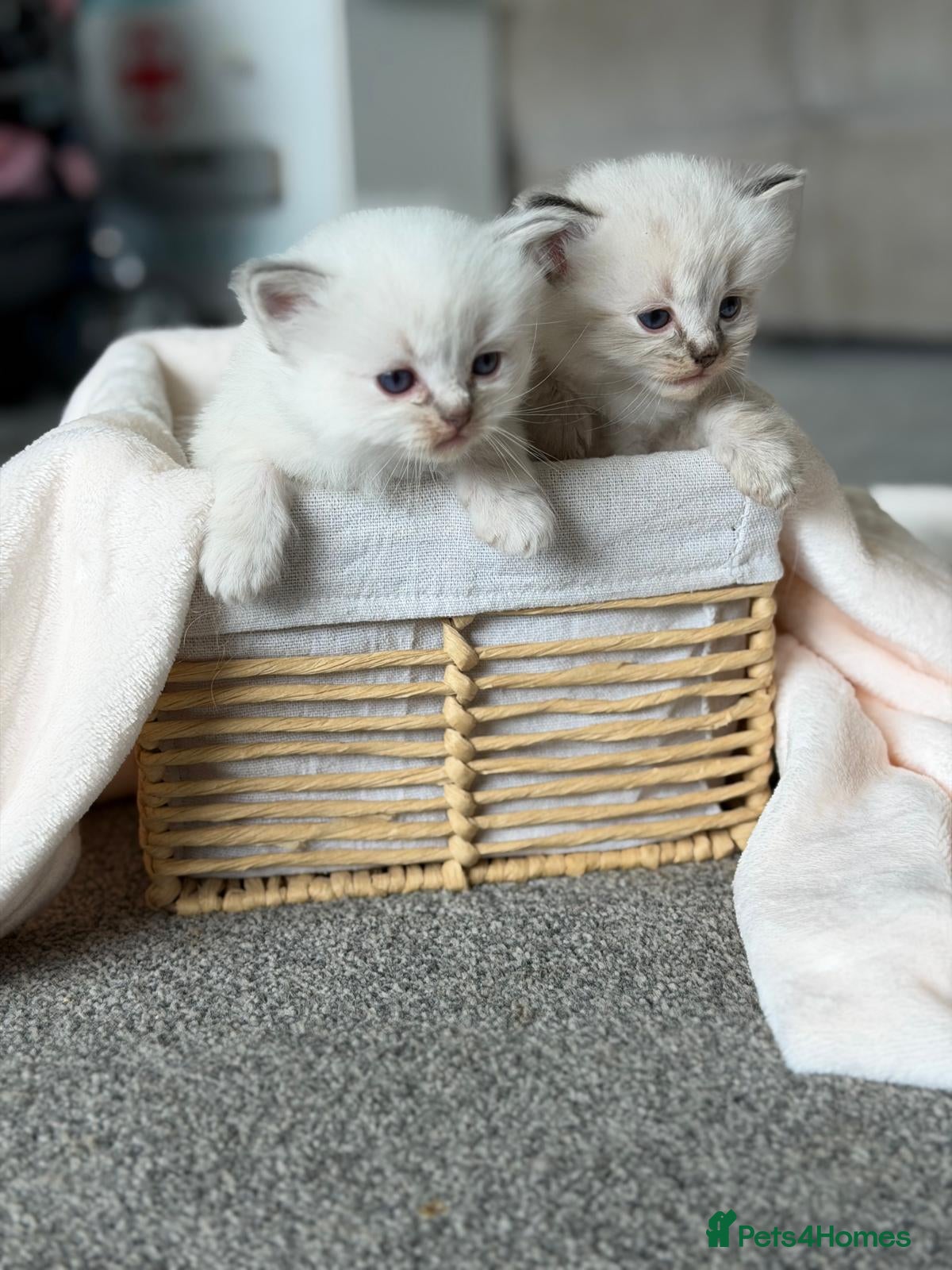 Ragdoll cats PEDIGREE REGISTERED RAGDOLL KITTENS - Advert 1